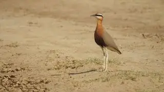 Indian courser rajasthan India (Cursorius coromandelicus)