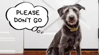 What Do Dogs THINK When You Leave? (Spoiler: They Can SMELL Time)