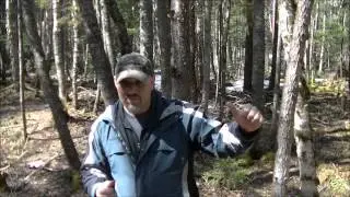 WILD ANIMALS a concern when Camping?