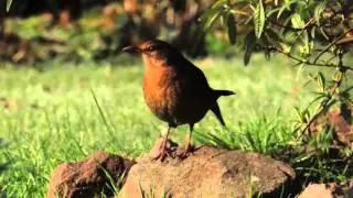 Stieglitze,Kernbeißer u. a. Vögel im winterlichen Garten