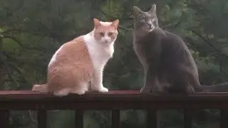 The Funniest Cat Venus Becomes A Mom And The Funny Cat Emilia Is Excited? What Happens?