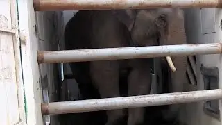 Zoo Z&uuml;rich: Die Reise von Elefantenbulle Thai