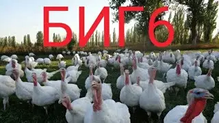 индейка биг-6 планы на  следующий год