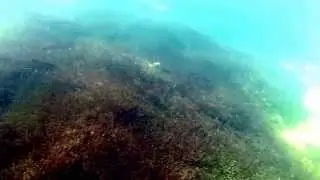 Fish at Hosmer Lake