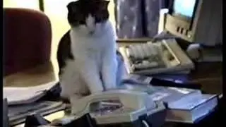 Cat answers office phone