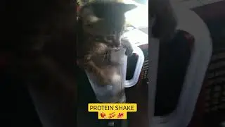 cat 🐈  🐈&zwj;⬛ 😺 protein shake yummy 😋