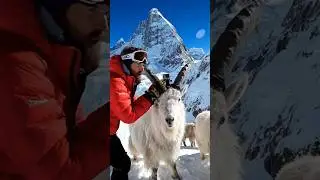 🐾Life of Wild Animals 🦌 Real Animal Stories 🐐 #animallife #wildanimals #animalstory