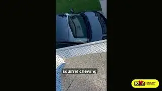 Squirrel Removal in Toronto | DIY One-Way Door Fail & Professional Roof Inspection by Icon Pest