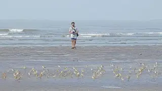 Akshi Beach - The shore of birds! | by Shantanu Kuveskar