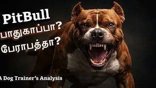 பிட்புல் நாய் பற்றி இந்த உண்மை தெரியாம வளர்த்தா பிரச்சனை! All about Pit bull- Breed Profile