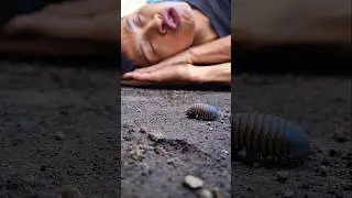 Their face was funny when approached by a large tick #shorts #pillbug