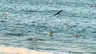 🦅”BIRDMANN OF FLORIDA & GEORGIA”🦅 BACKYARD BIRDS SANCTUARY