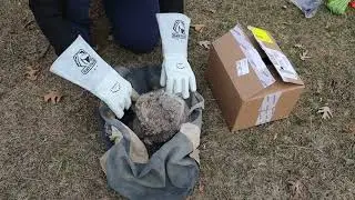 The first babies have arrived! #raptor #wildlife #birds #owl