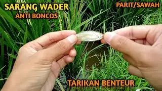 Mancing Wader/Benteur babon, penghuni sawah honje