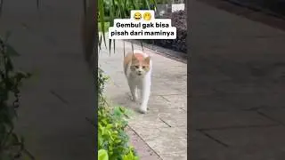 Gembul gak bisa pisah dari maminya😂🤭#feedshorts #kucinglucu #kucing
