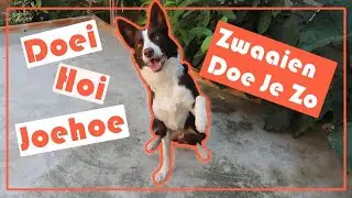 Je hond leren zwaaien