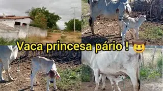 Vaca princesa pário ele já mama sozinho🤠@vidanaroca é assim de tudo um pouco trocamos os porcos de 🏠