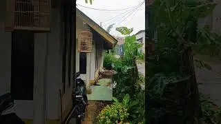 Gentle Rain Drizzle in the Cool Countryside