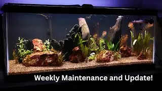 Beginner 20 Gallon Planted aquarium (Maintenance & Update!!)