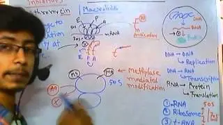 Antibiotic resistance against 50s ribosome inhibitor