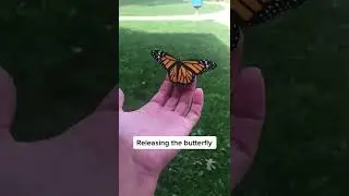 My students loved this! #metamorphosis #butterfly #science #preschoolteacher #preschool #kindergart
