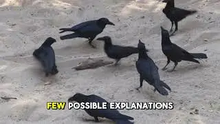 Crow Intelligence  They Remember Faces!