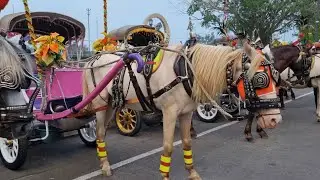 Лошади! Конная карета, катание на конной карете, конная карета, катание на конной карете Kajen & ...