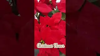 Merry Christmas ⛄!! The beautiful flowers and the Christmas flower 🌹