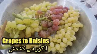 Afghanistan old village culture Raisin making idea grapes gardens کشمش آبجوش بنانے کا افغانی طریقہ
