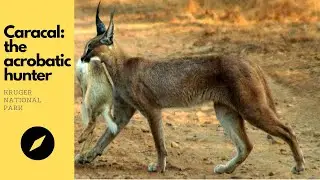 African Safari: Krugen National Park Caracal vs Bird, Lizard, Hare & Warthog