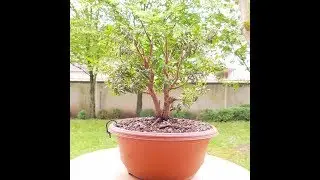 Bonsai Brautmyrte (Myrtus communis ) Nr. 1