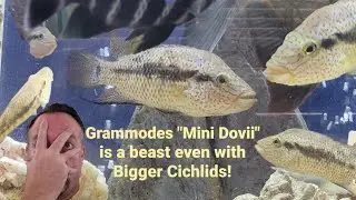 Cichlid Aquariums & the challenges of aggressive fish #Cichlid
