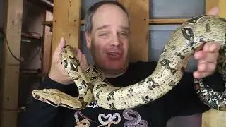 Meet my Boas: Little Mama, Suriname Red Tail Boa