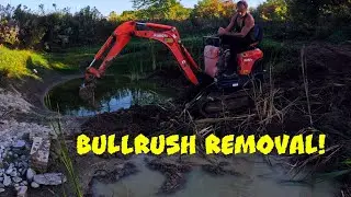 Pond Cleanup: Removing Bulrushes with a Mini Excavator