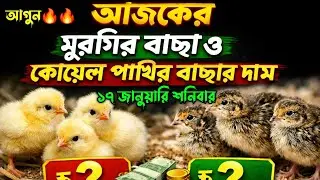 আজকের মুরগির বাচ্চার দাম অনেক বেশি | ১৭ জানুয়ারি ২০২৬ | আজকের মুরগির বাচার দর