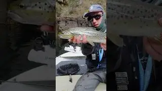 Winter Trout Fishing Talbingo Dam! #fishing #flyfisherman #browntrout