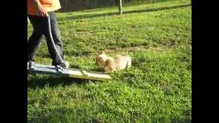 corgi puppy agility fail