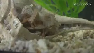 The Octopus Genome (info)