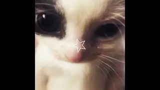 kittys#fyp#viral#kittyy