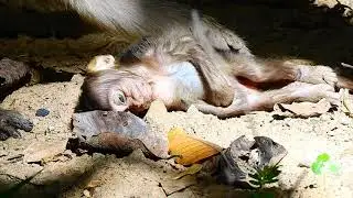 Very Sad News! R.I.P Brittany baby monkey. Brittany baby left this world & say good bye all forever.