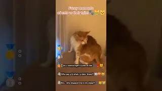 Epic cat vs itself madness! 😹You won&rsquo;t stop laughing😂 #EpicPets #FunnyPets #Shorts #Viral #EpicFails