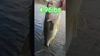 Magdraft Eater!!! #bass #bassfishing #fish #shorts #shortsvideos #swimbaits #prespawn #swimbait79