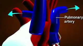 Heart Cycle Song   (A.I. Tune)
