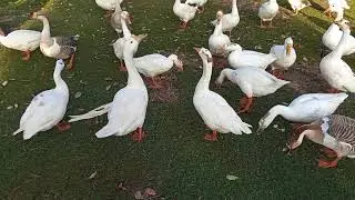 Ducks Calling Each Other by the Pond | Realistic Quacking Sounds | Soothing Nature Ambience
