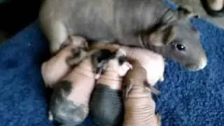 Skinny Pig Babies
