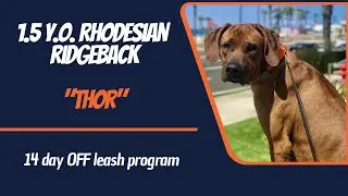 RHODESIAN RIDGEBACK / DOG TRAINING