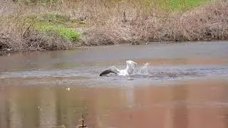 2021 Herring Run Part 2