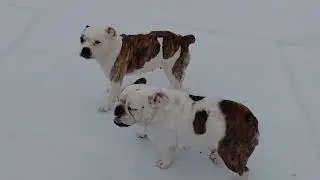 My female sister dogs just having time in in the snow 