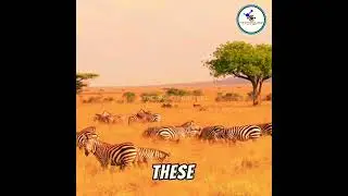 Zebra 🦓😍 | Animals 🍃  #shorts #zebra #animals