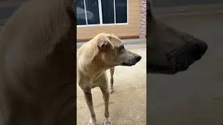 I know Ramboo is hungry 🤤 #highlights #shortvideo #dog #animals 🐶🥺